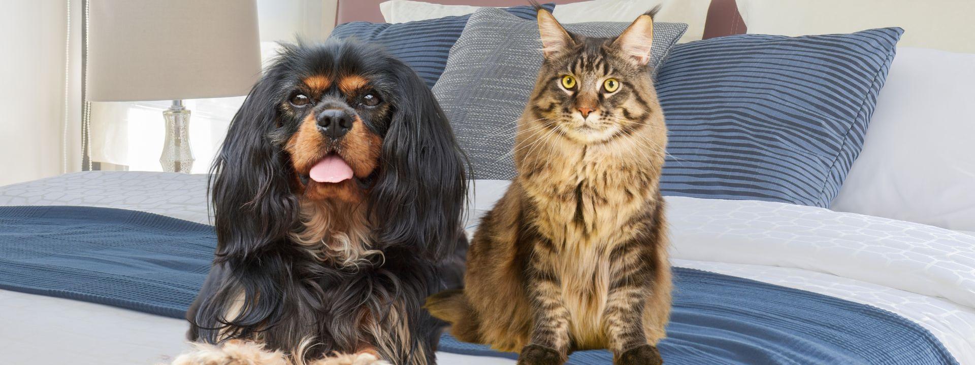 Chronic Heart Failure in Dogs and Cats - Sugar River Animal Hospital, Grantham NH