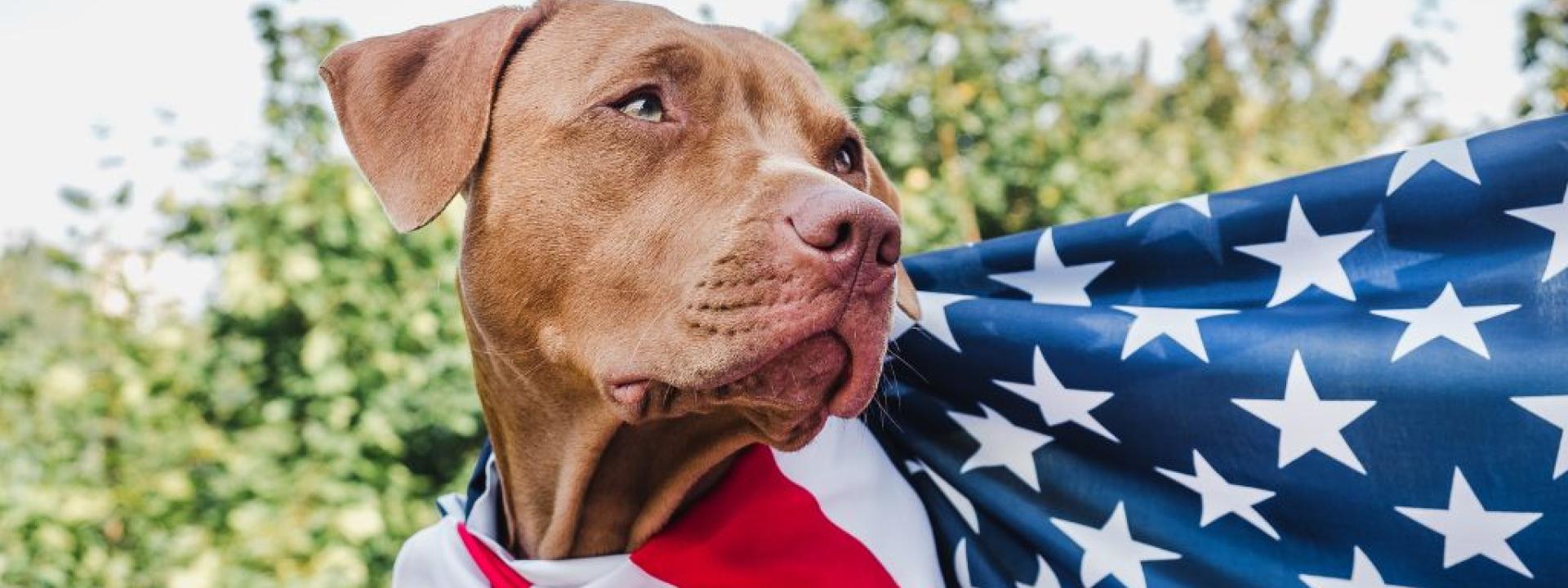 dog with american flag