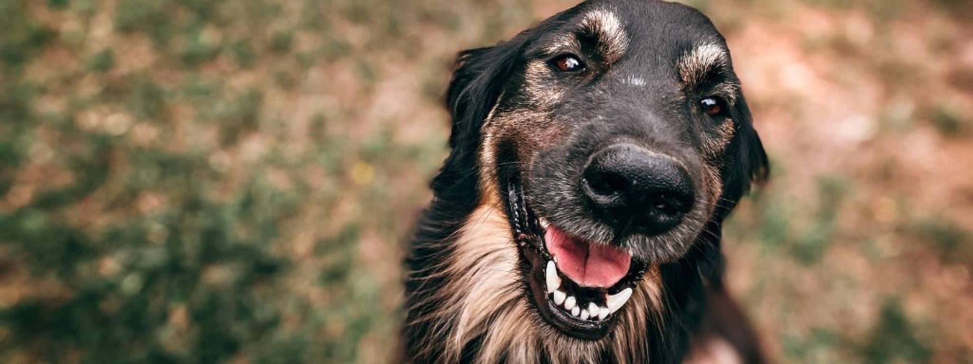 A smiling dog outside.