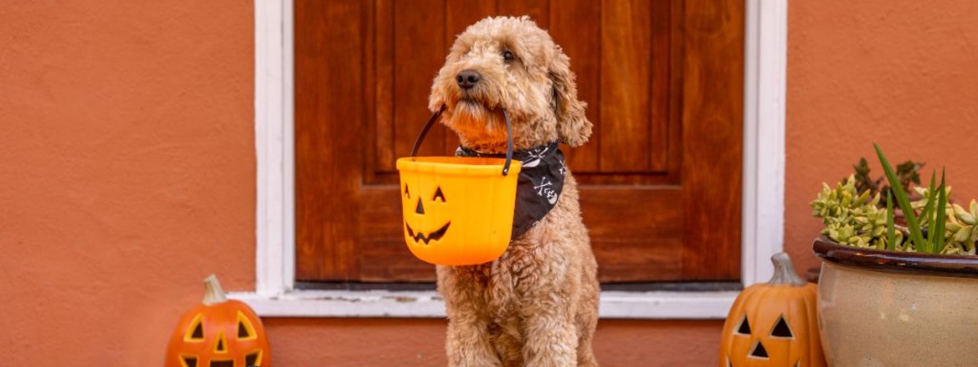 A Doodle dog wearing a Halloween bandana and holding a treat pail