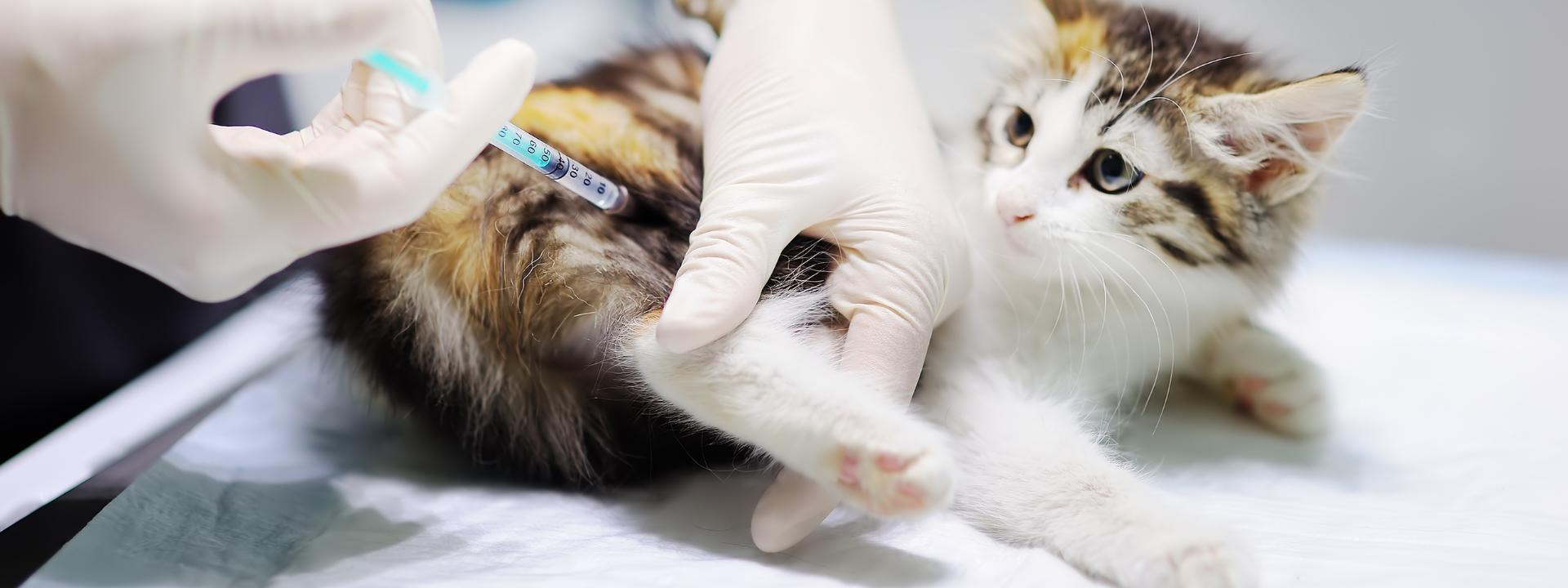 Vaccinations for cats at Sugar River Animal Hospital
