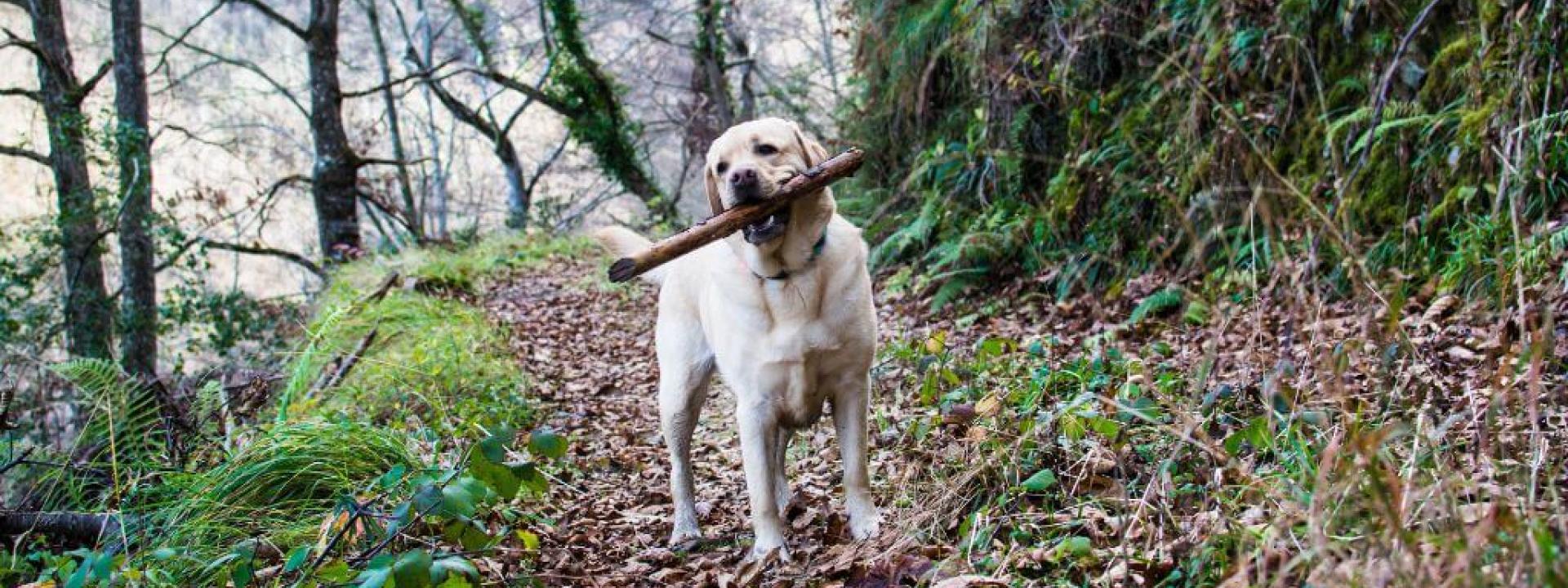 Dog with a stick walking in the forest