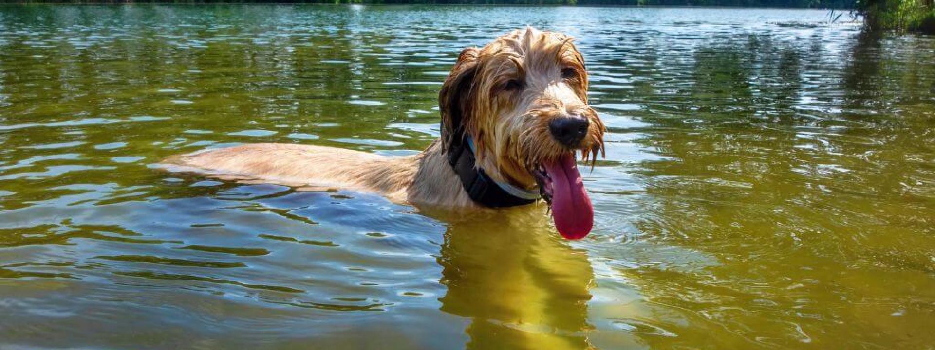 Dog swimming in a lake, a common place for giardia in dogs to start