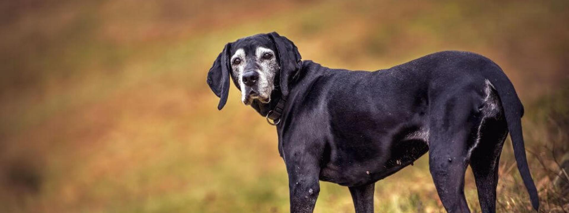 Senior dog walking, dog quality of life assessments include mobility