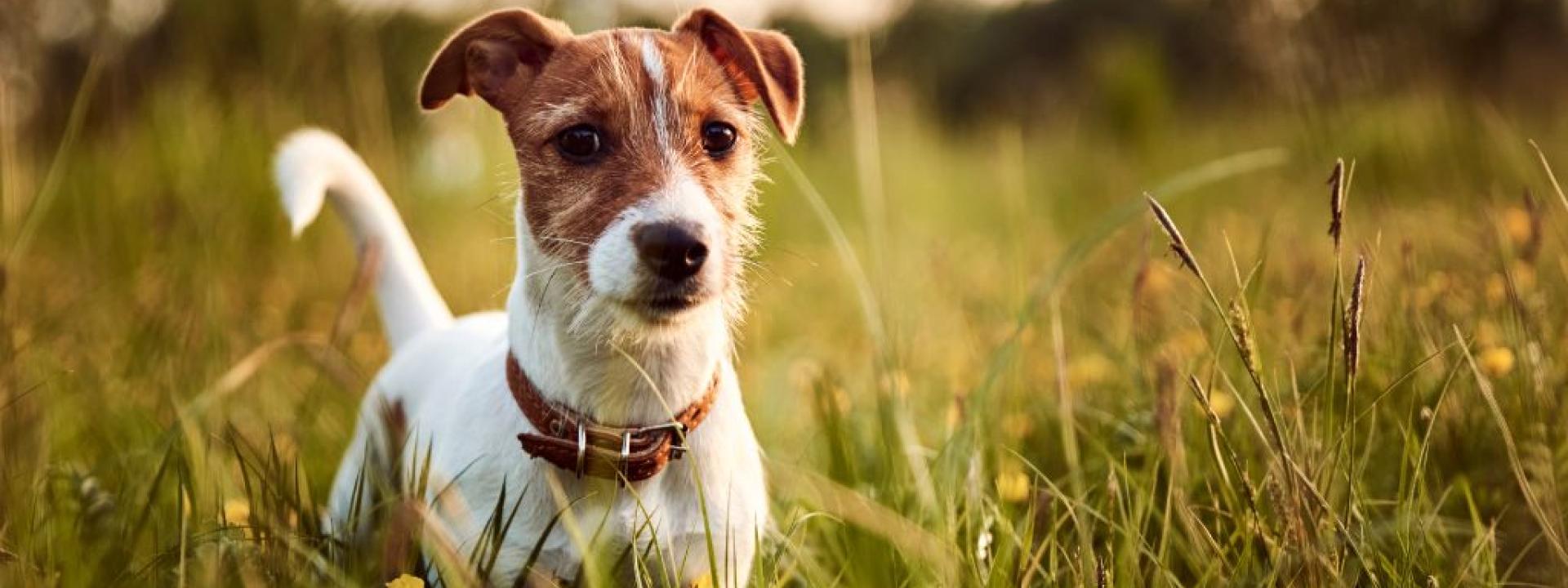 Jack Russell Terrier dog outside standing in tall grass
