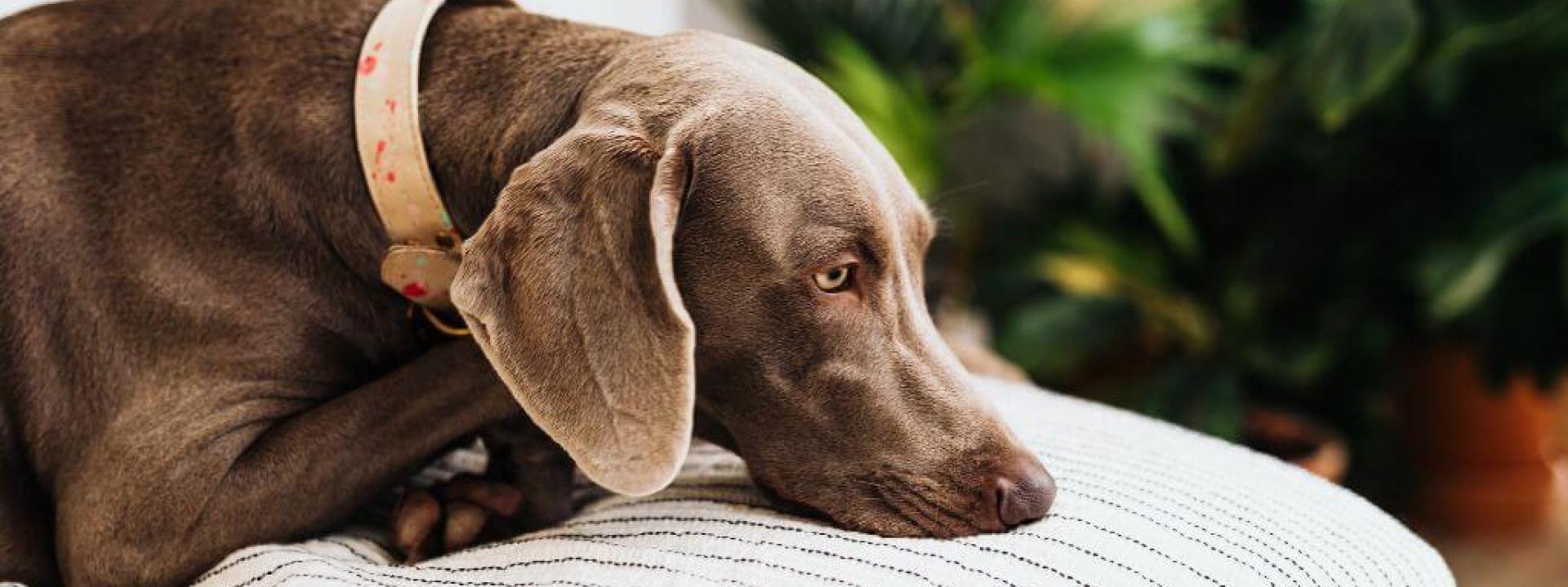 Large brown dog resting on a dog bed