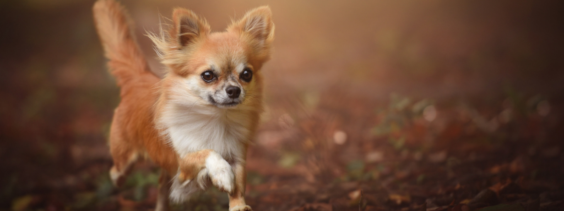 Chihuahua running on ground.