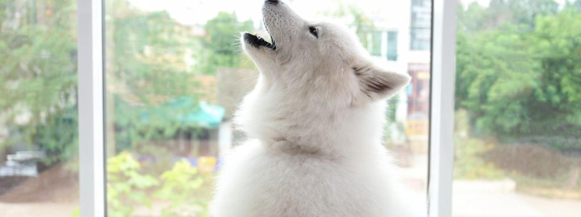 Natural remedies for separation anxiety in dogs cheap