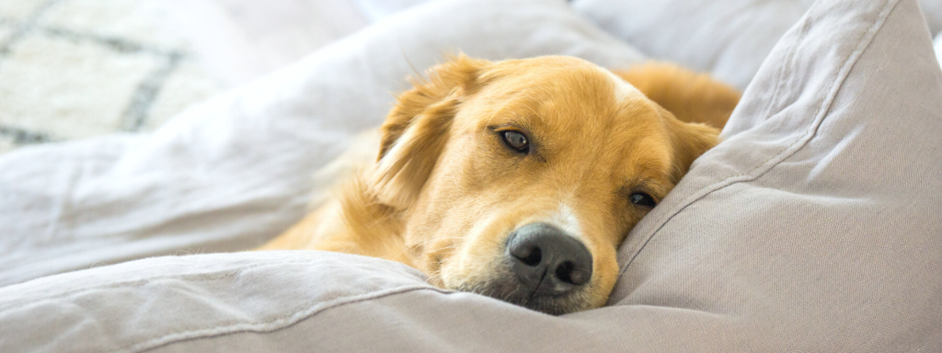 Golden Retriever lying down resting on the couch in a cosy home