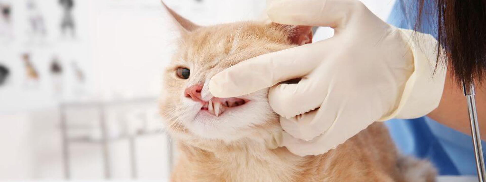 Cat having its teeth examined by a vet