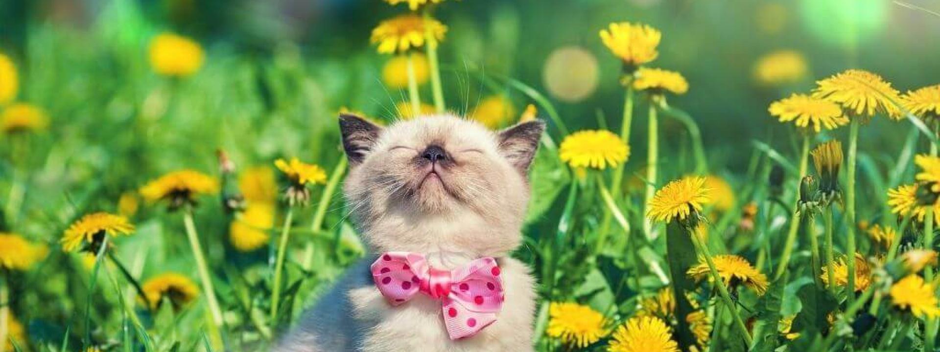 pet-related reminders for daylight saving time