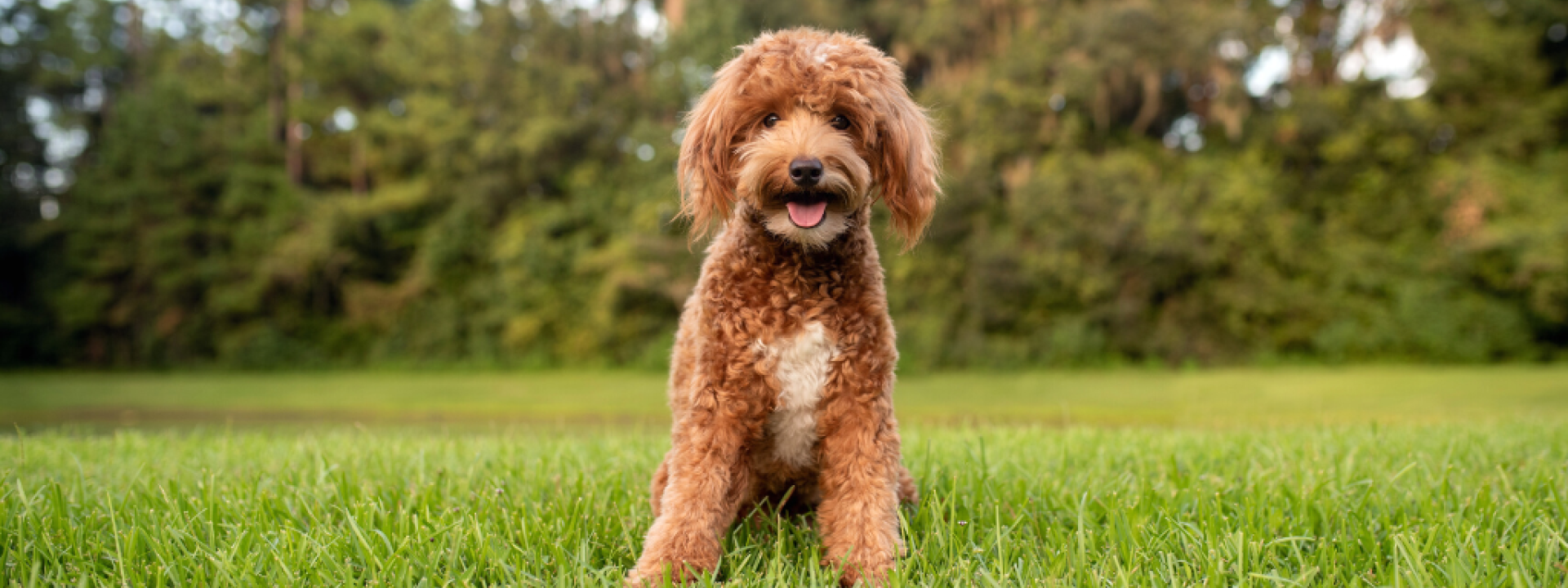 Mini goldendoodle, golden doodle puppy on green grass