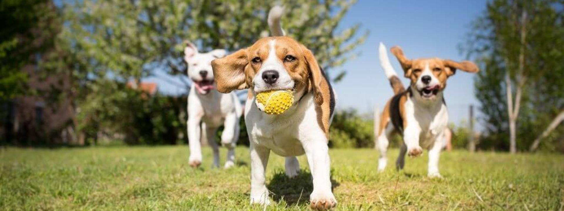 dog park etiquette