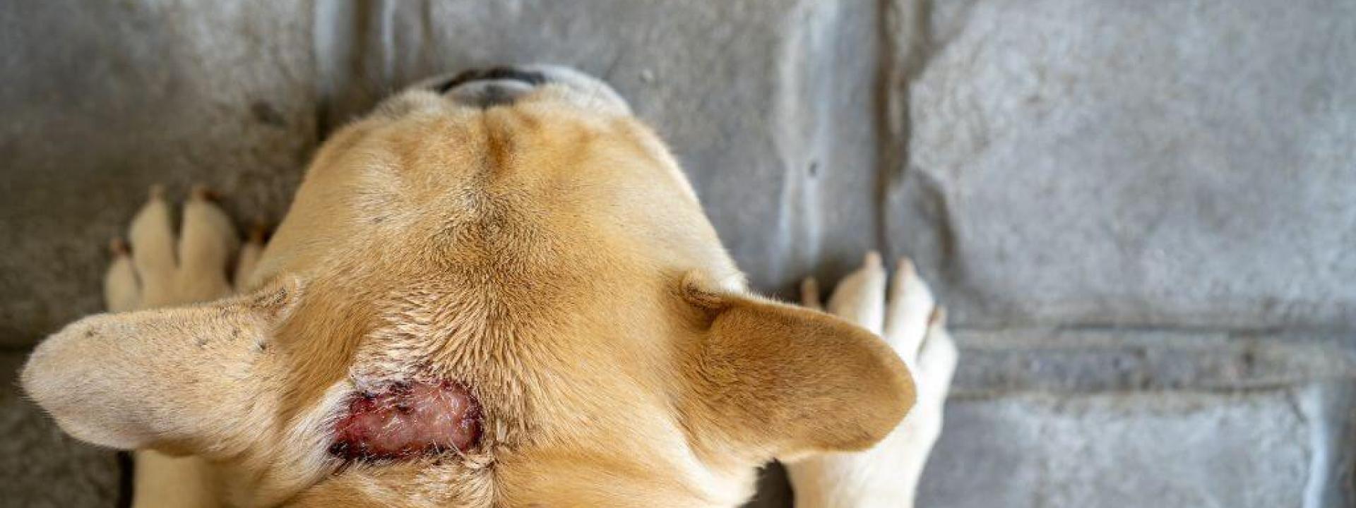 Spots on dogs neck cheap