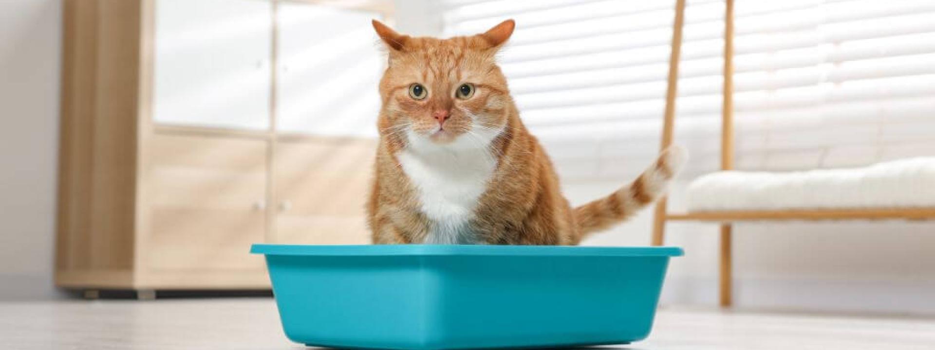 Emergency Alert Recognizing And Treating Urinary Blockages In Cats