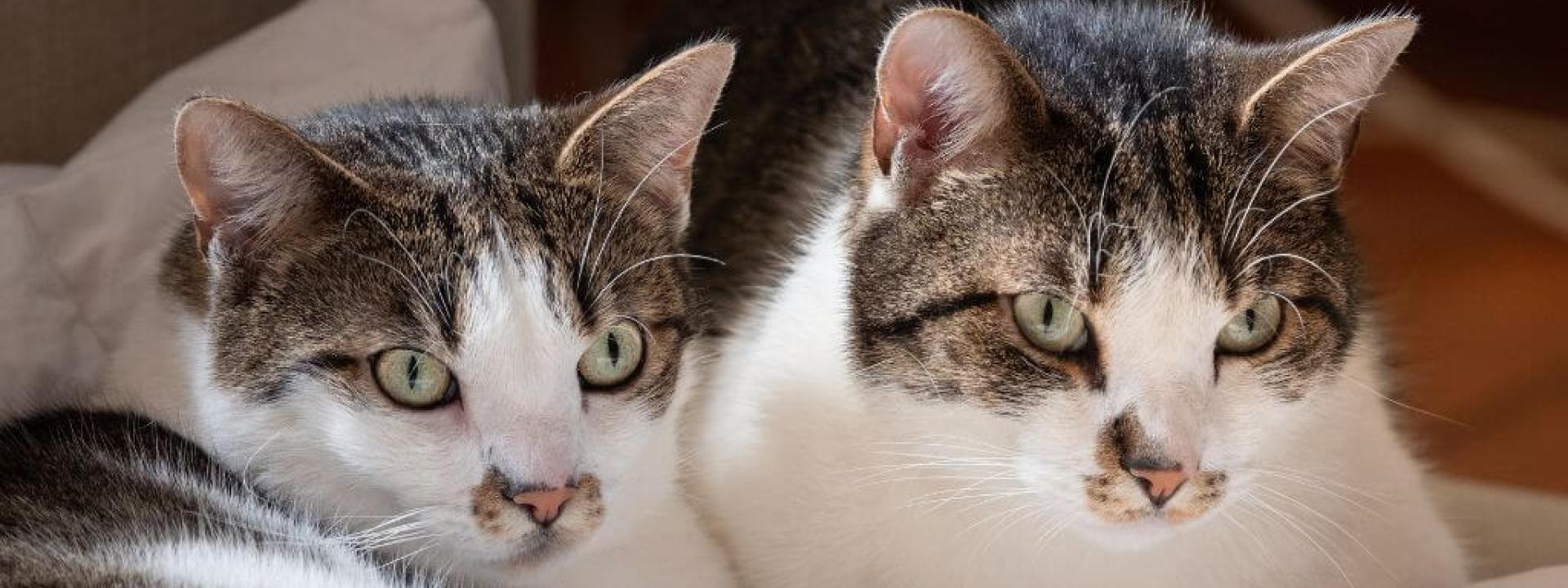 Close up of two brown and white cats sitting together