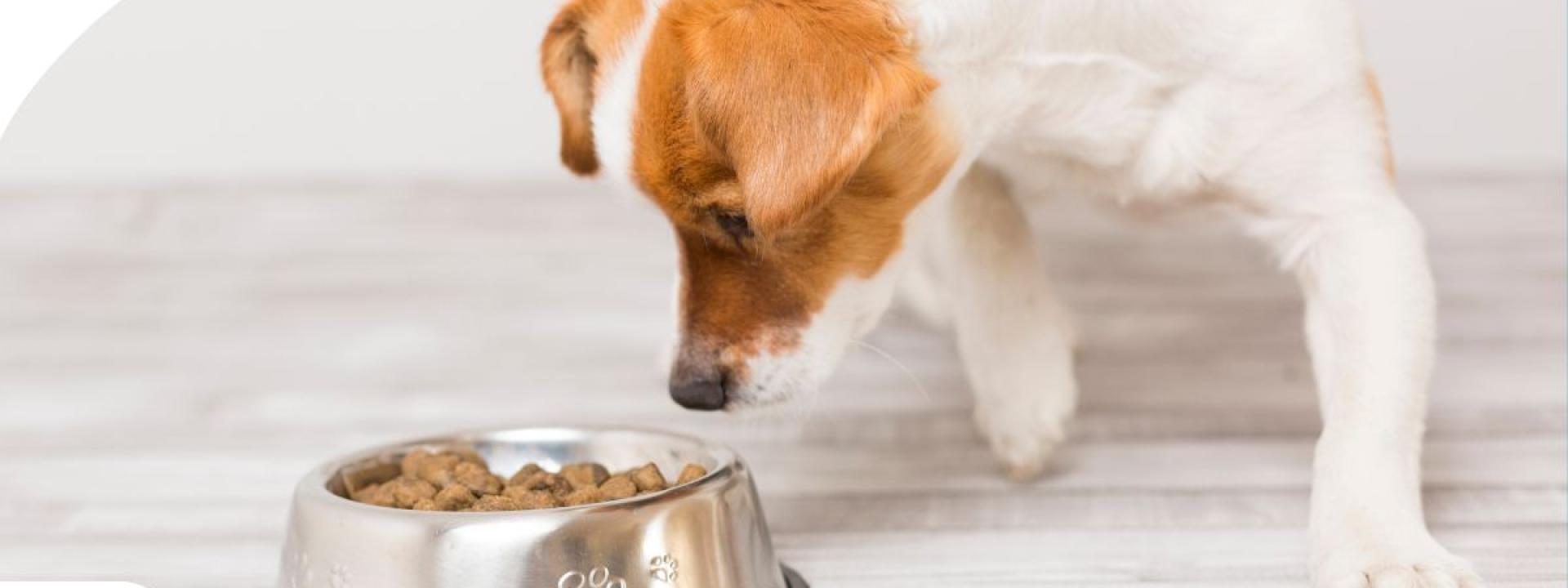 Dog smelling food