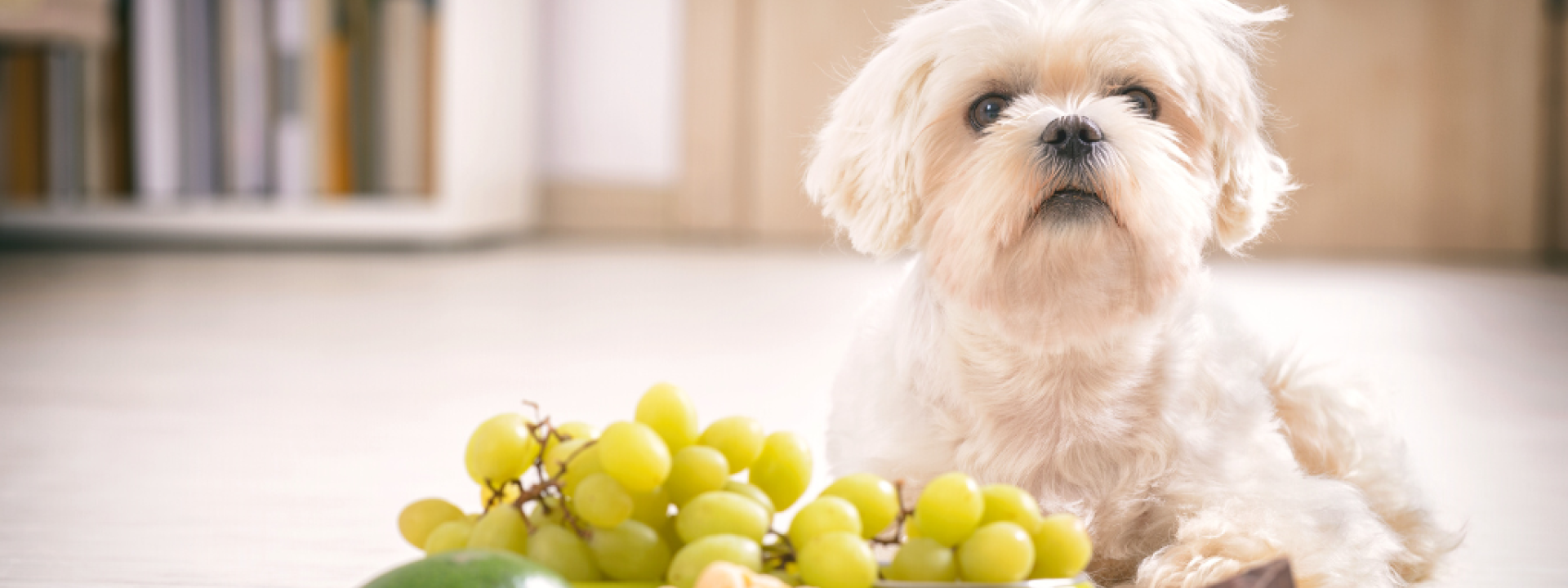 Little white maltese dog and food ingredients toxic to him