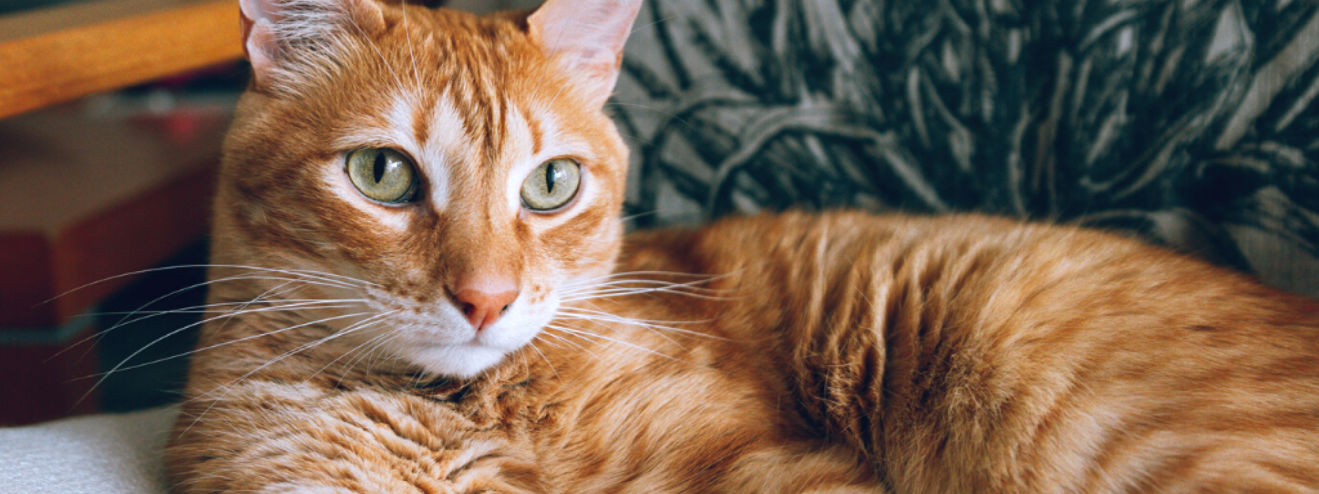 Orange tabby cat lying on chair