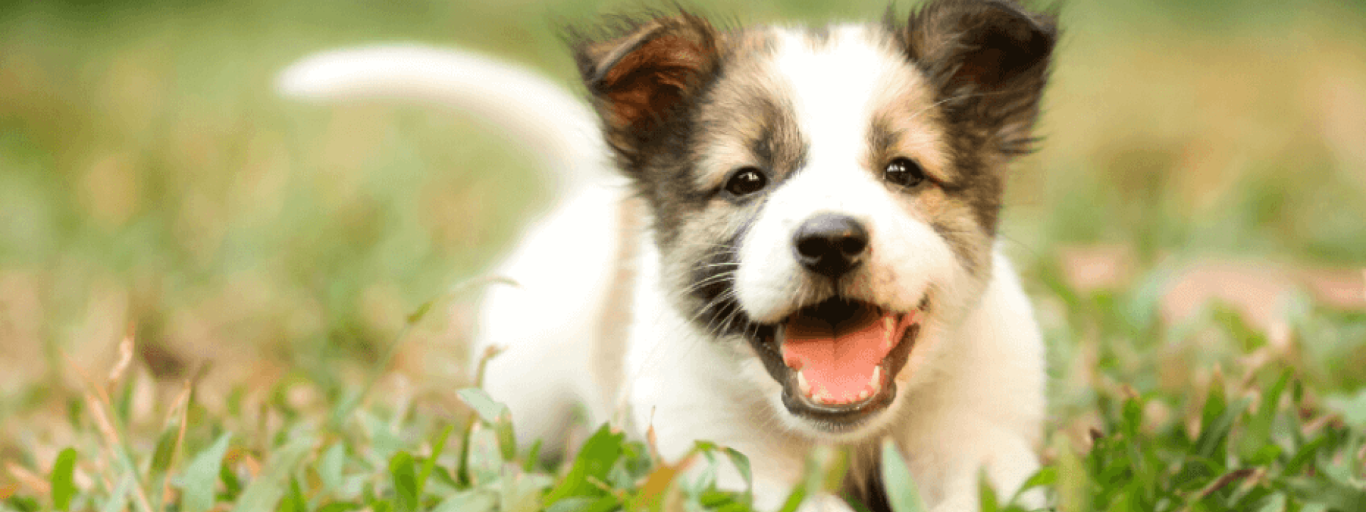 Smiling puppy outside in grass