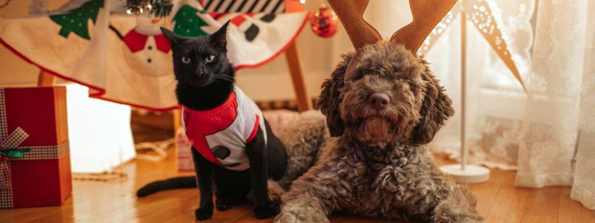 Dog and cat dressed in holiday outfits standing before a Christmas tree