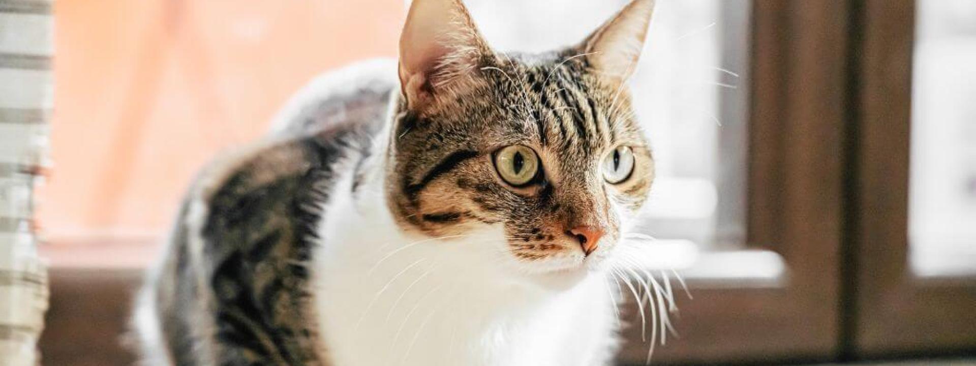 Brown and white cat with long whiskers