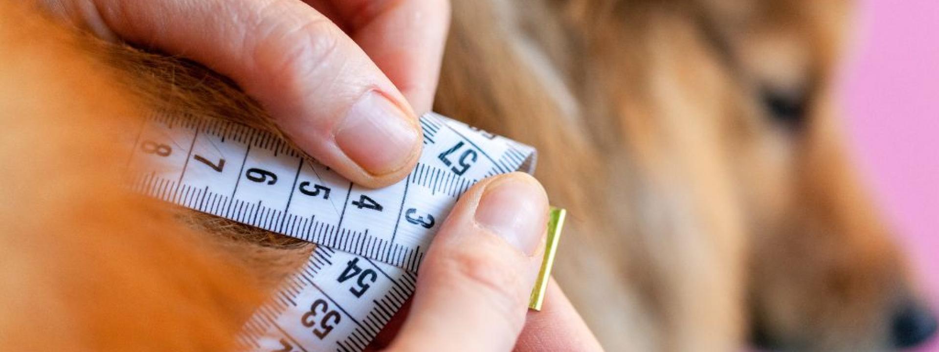 Dog being measured at doctor.