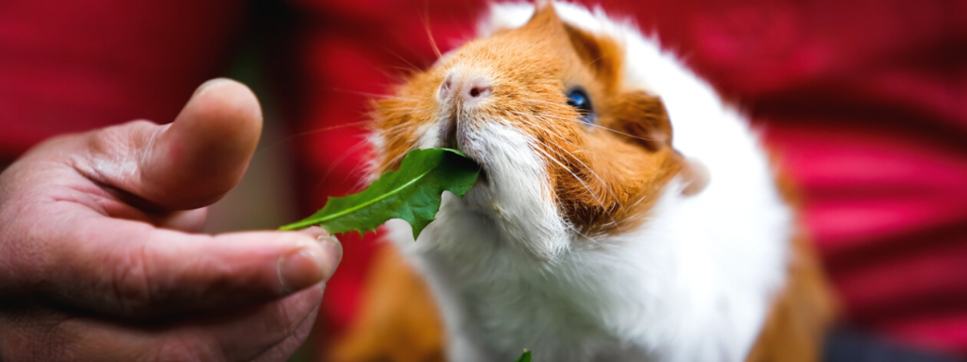 Person feeding guinea pig