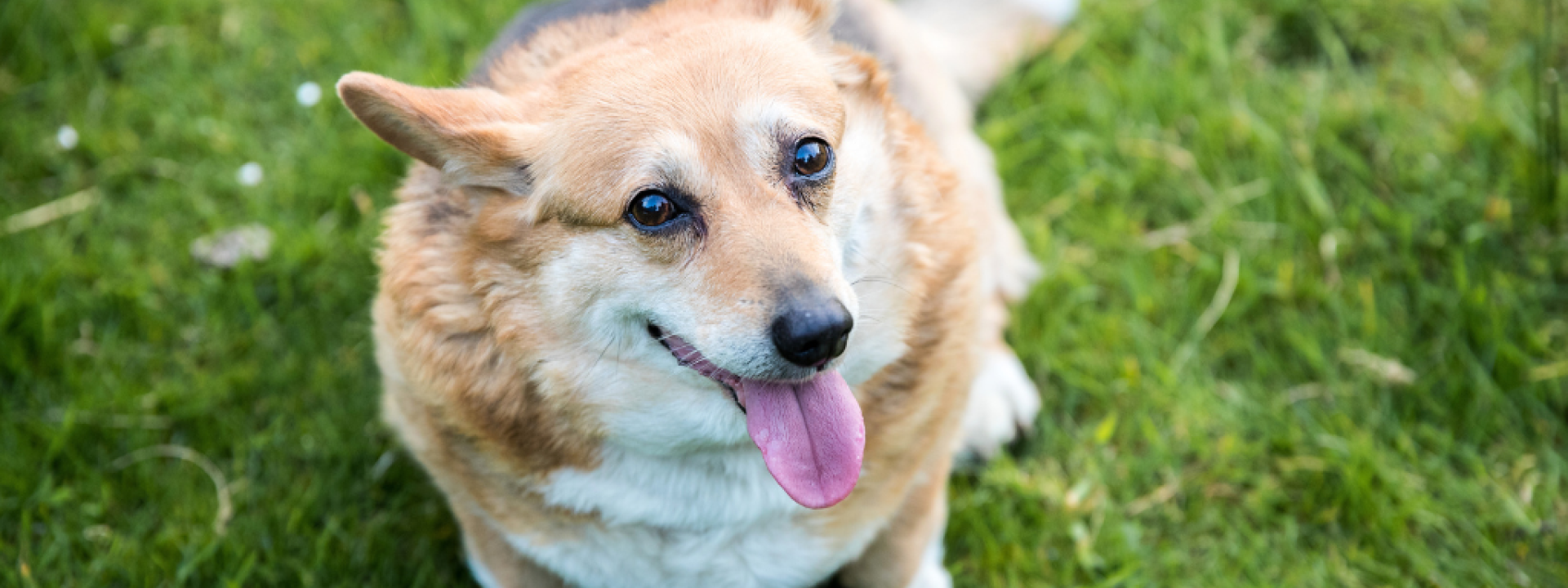 Overweight corgi sitting in the grass.