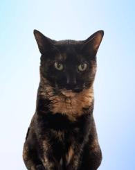 Olivia house cat